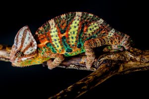 chameleon pictures