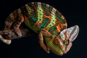 chameleon wallpapers