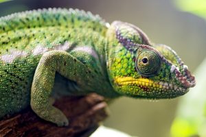 chameleon wallpapers A1