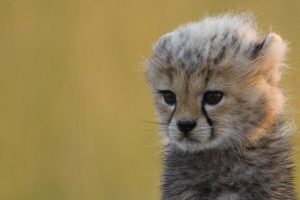 cheetah animal images