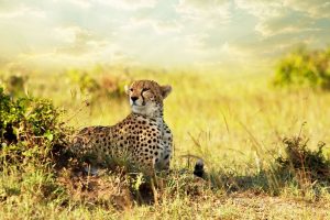 cheetah images animal