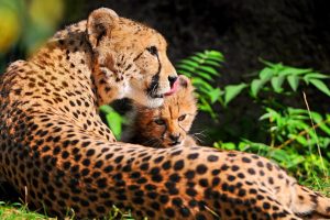 cheetah images hd