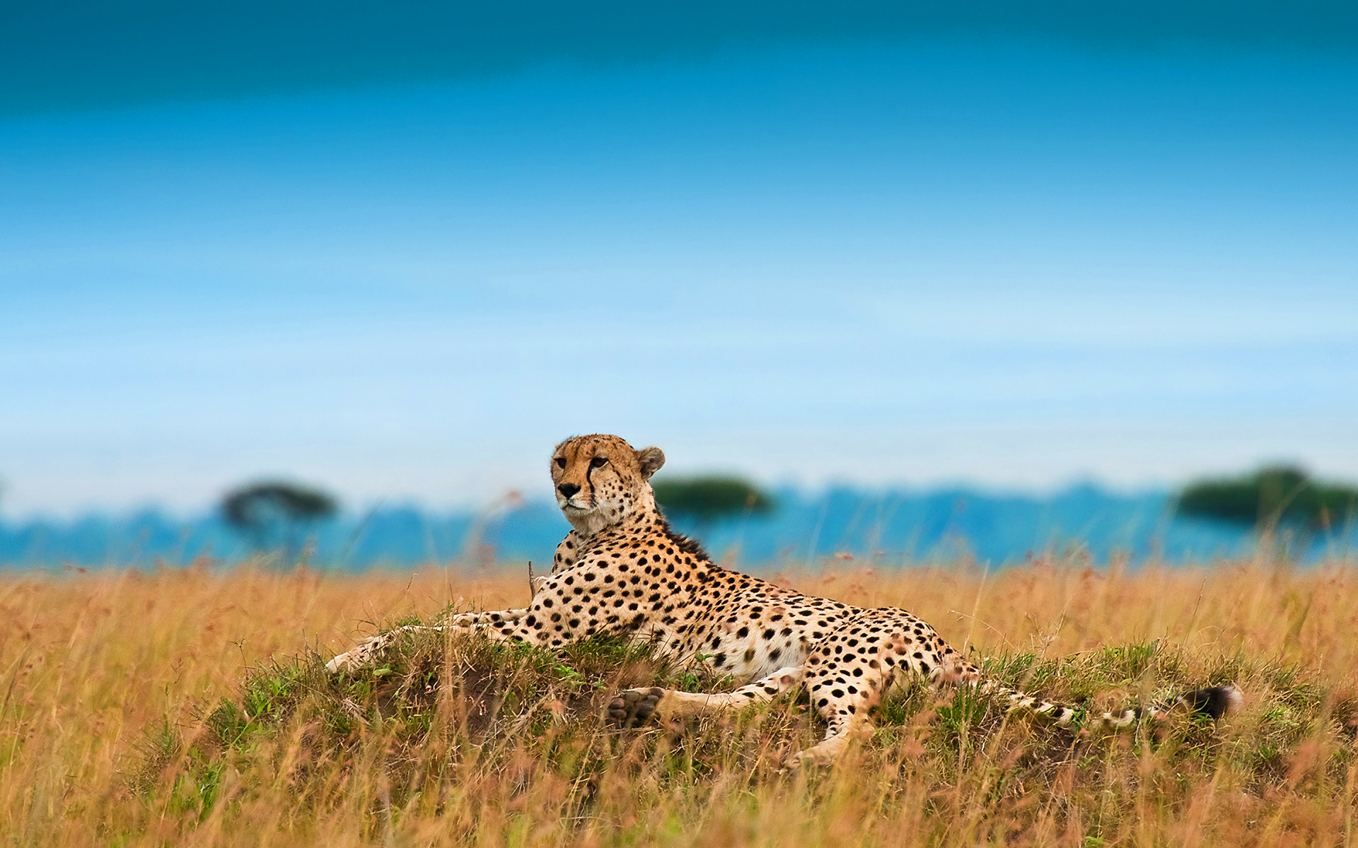 cheetah landscape