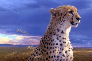 cheetah photos free