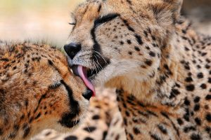 cheetah pictures