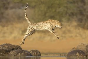cheetah print images free