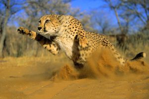 cheetah running hd