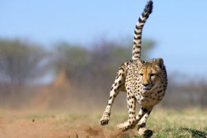 cheetah running pictures