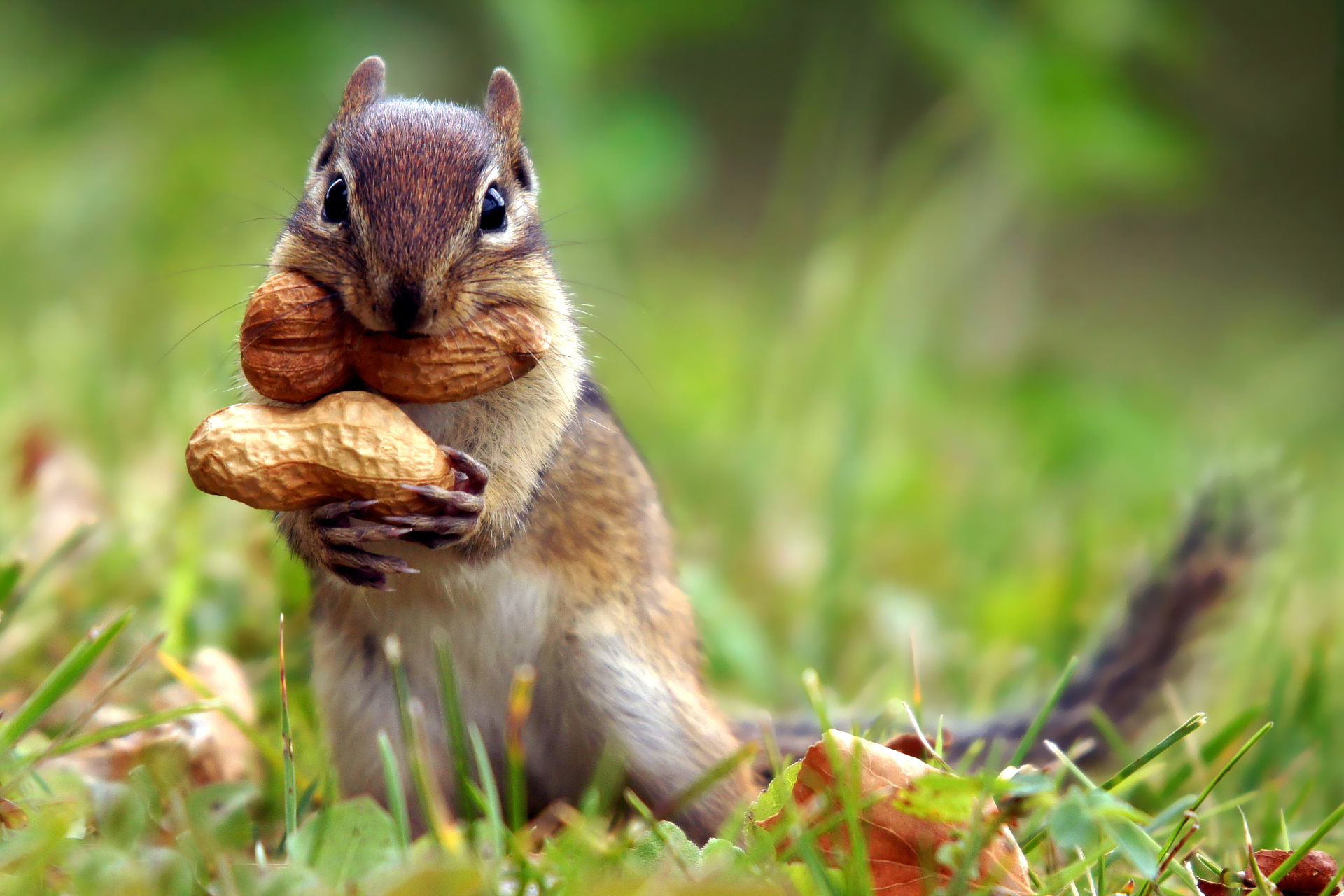 chipmunk eating