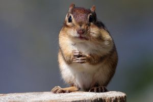 chipmunk pictures lovely