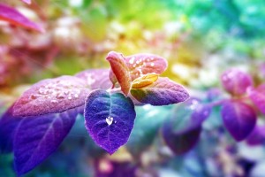 colorful flowers images