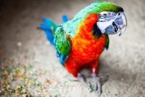 colorful parrot pictures