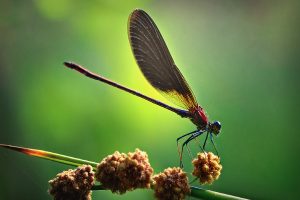 cool dragonfly pictures