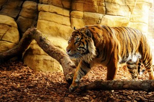 cool tiger backgrounds