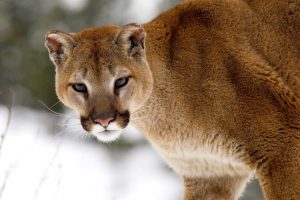 cougar wallpapers hd