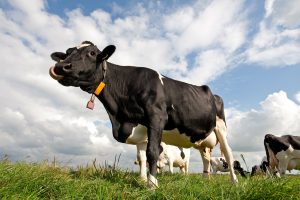 cow wallpapers hd