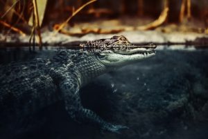 crocodile wallpaper hd