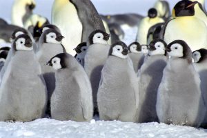 cute baby penguins A6