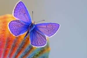 cute butterfly wallpaper desktop