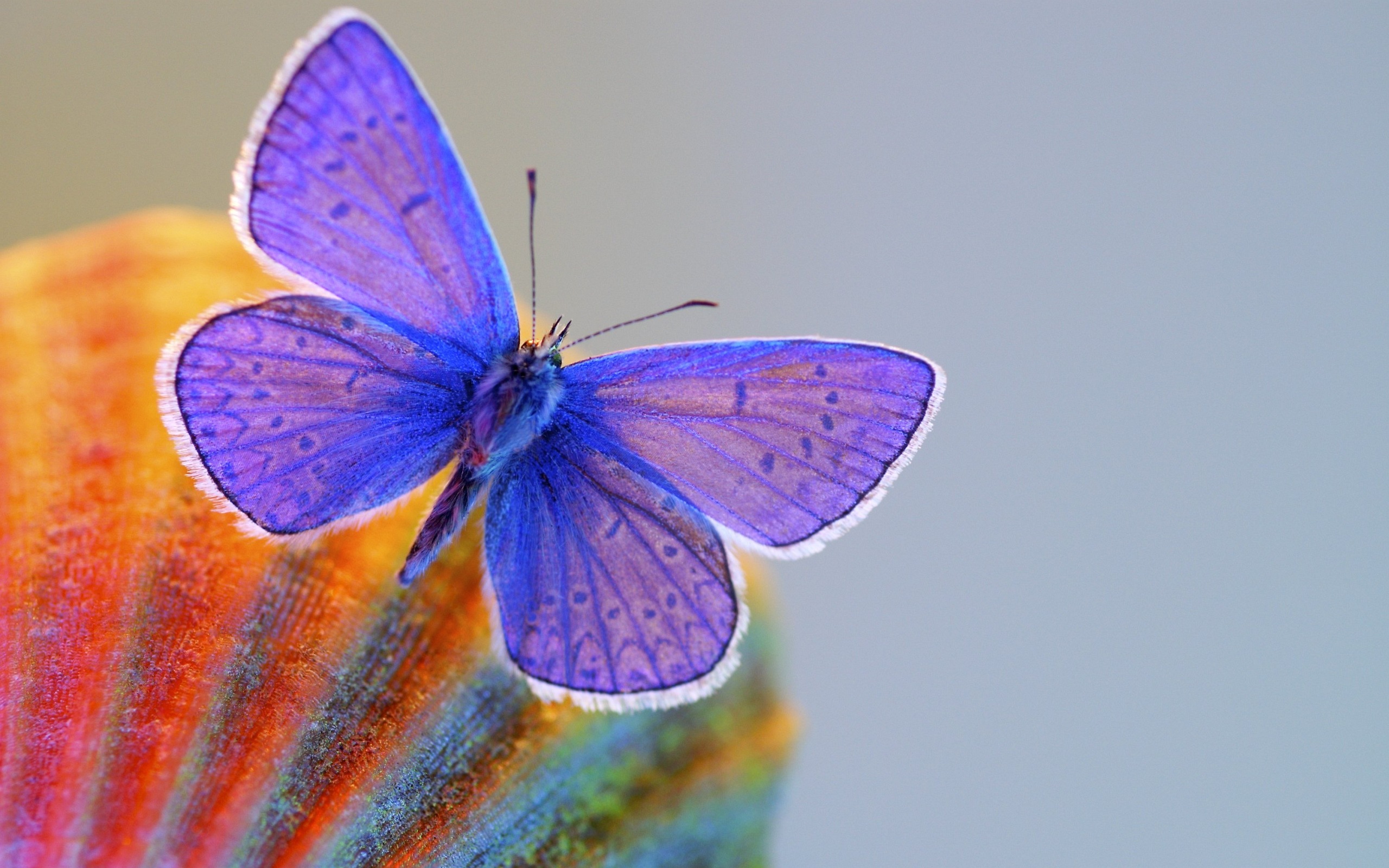 cute butterfly wallpaper desktop - HD Desktop Wallpapers ...