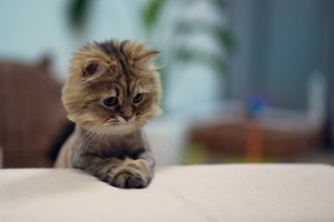 cute cat images download