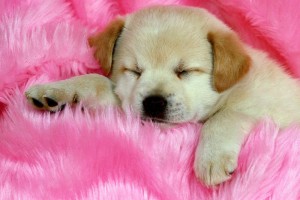 cute dogs wallpapers free download