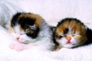 cute kitten pictures wallpaper1