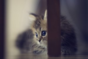 cute kitten wallpaper free download1