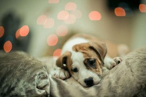 cute puppies desktop wallpaper