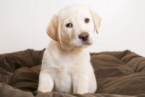 cute puppy pictures A11