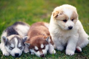 cute puppy pictures A12
