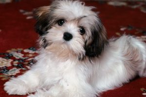 cute puppy pictures A15
