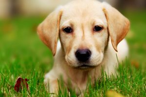 cute puppy pictures A2