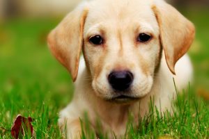 cute puppy pictures A7