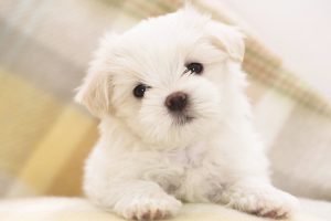 cute puppy wallpapers A5