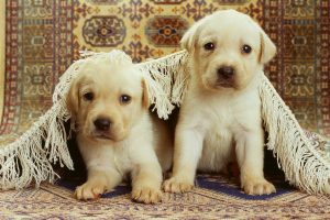 cute puppy wallpapers A9