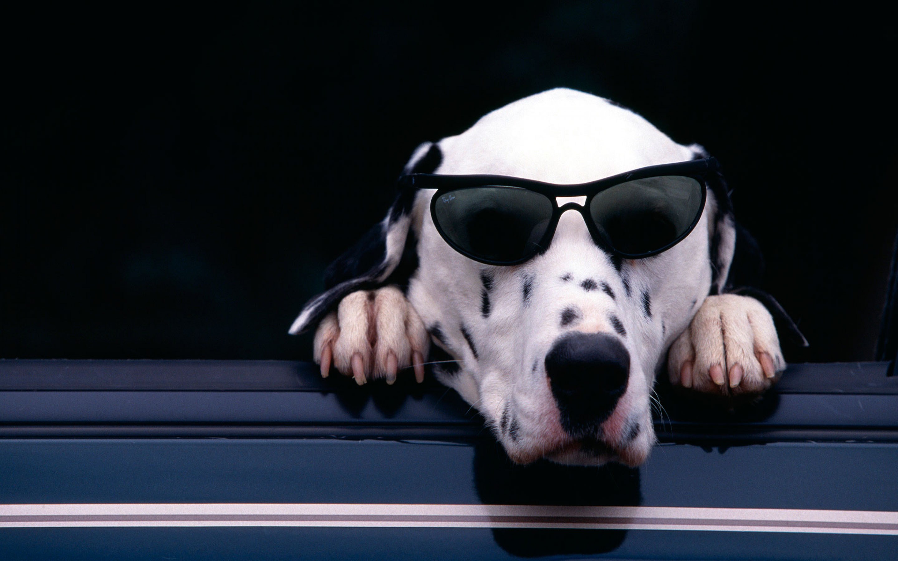 dalmatian dog funny