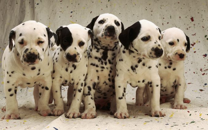 Dalmatian Puppies - HD Desktop Wallpapers | 4k HD