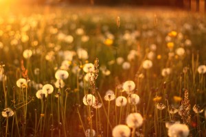 dandelions field