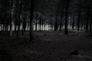 dark night forest wallpaper