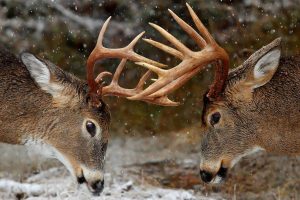 deer images hd