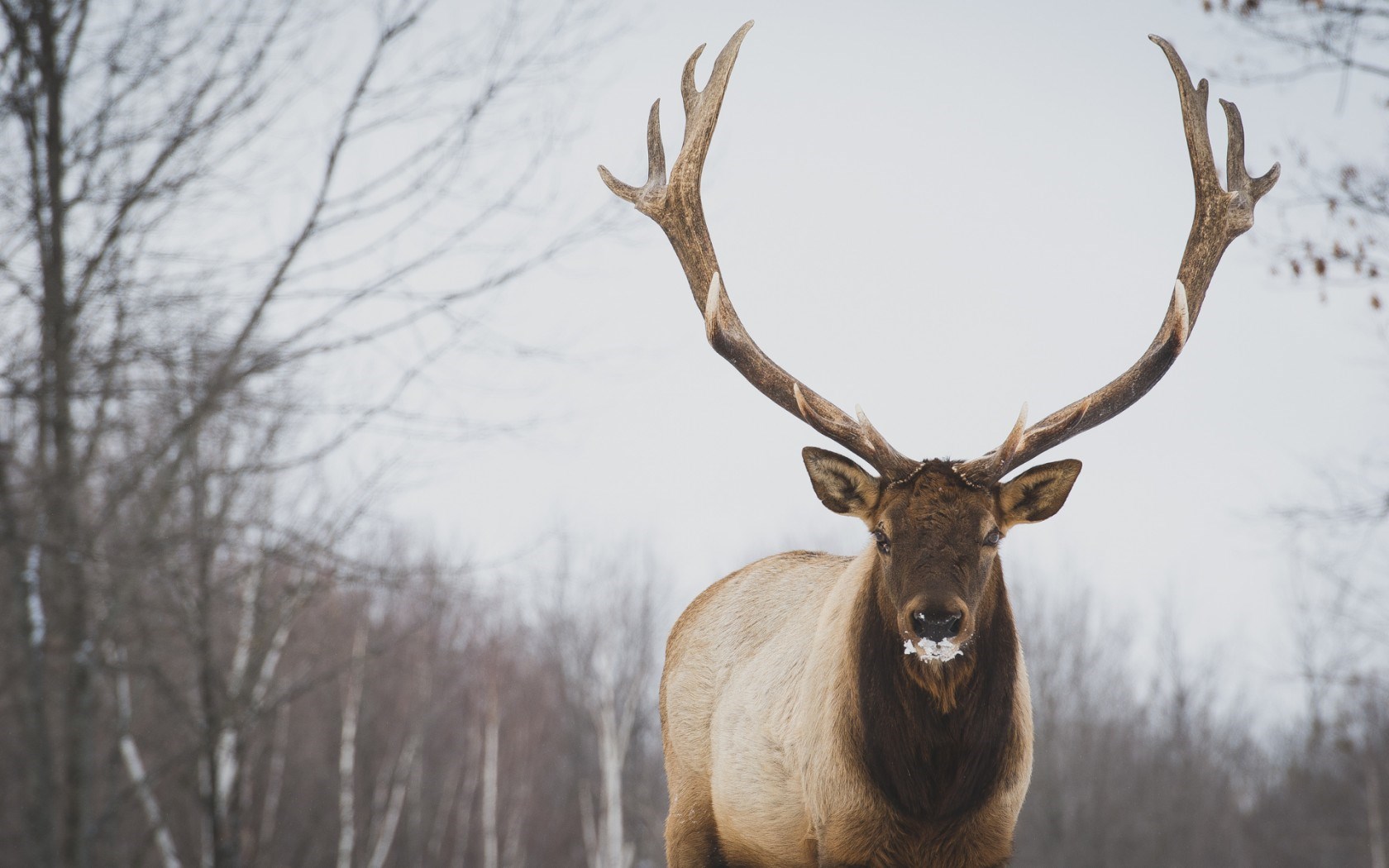 deer wallpaper 1080p