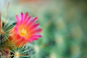 desktop cactus