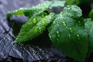 dew drops pictures leaf