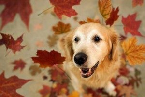 dog leaves autumn