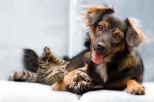 dogs and cats wallpapers