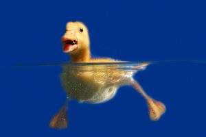 duckling picture