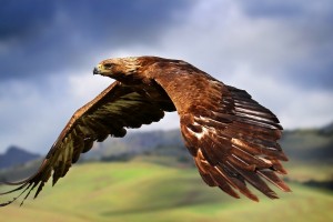 eagle pictures hd