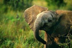 elephant photos free
