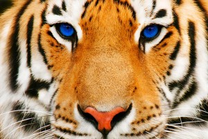 eye of the tiger wallpaper